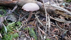 Fungi
