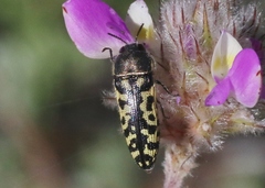 Acmaeodera solitaria