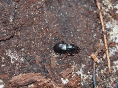 Pterostichus caudicalis