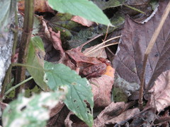 Rana temporaria