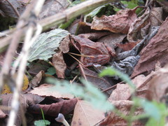Rana temporaria