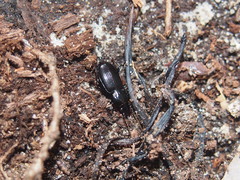 Pterostichus caudicalis