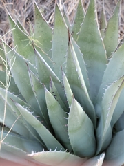 Agave simplex