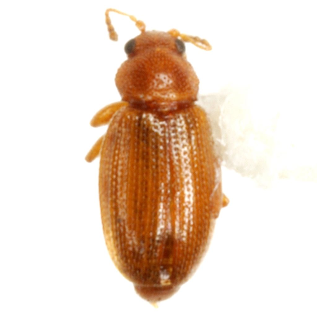 Corticarina longipennis