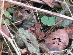 Rana temporaria