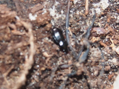 Pterostichus caudicalis