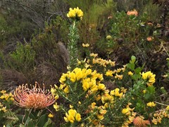 Aspalathus excelsa