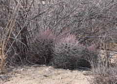 Homalocephala polycephala