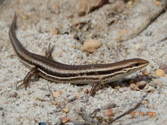 Brasiliscincus heathi