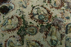 Scutellastra cochlear