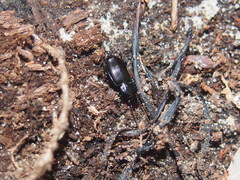 Pterostichus caudicalis