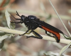 Ospriocerus aeacus