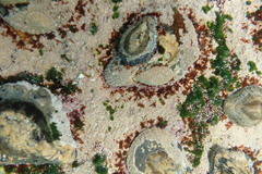 Scutellastra cochlear