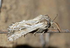 Ctenoceratoda khorgossi