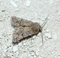 Dasypolia minuta