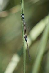 Acanthagrion lancea