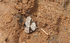 Nebula decipiens