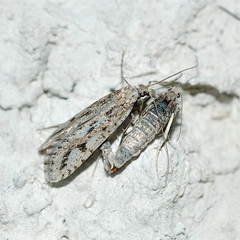 Eriocottidae