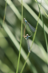 Acanthagrion lancea