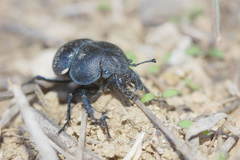 Lethrus aequidentatus