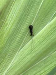 Mystacides sepulchralis