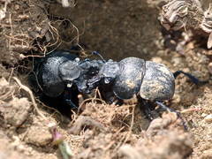 Lethrus aequidentatus