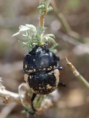 Lethrus aequidentatus