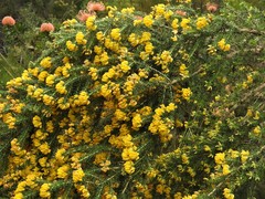 Aspalathus excelsa