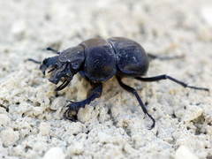 Lethrus cephalotes