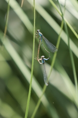 Acanthagrion lancea