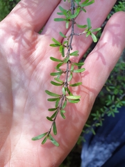 Coprosma cuneata