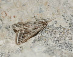 Loxostege scalaralis