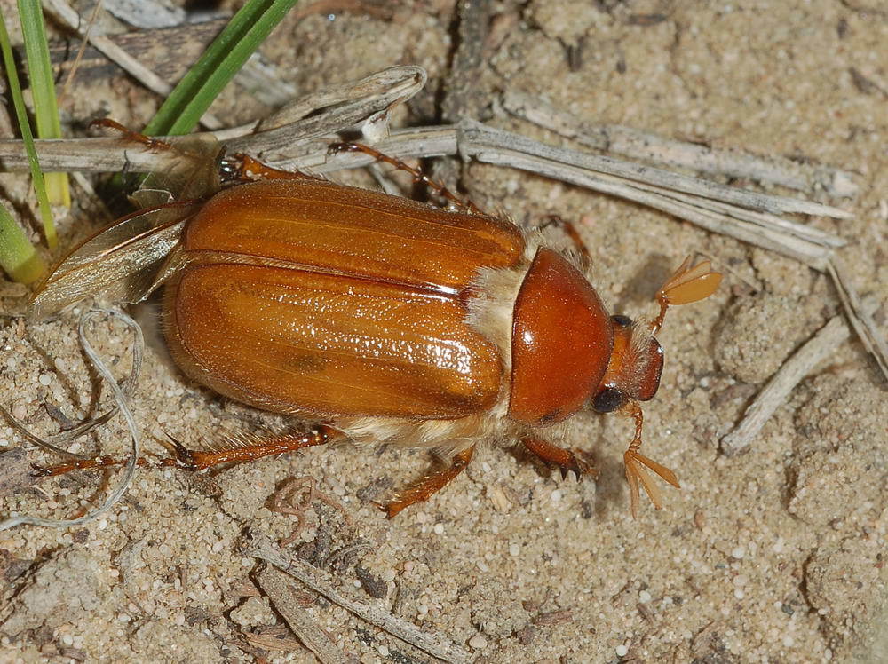 Madotrogus
