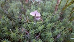Fungi