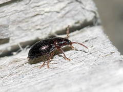 Ectromopsis tantilla