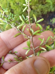 Coprosma cuneata