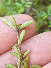 Coprosma cuneata