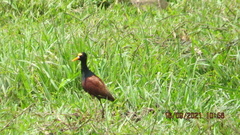Jacana