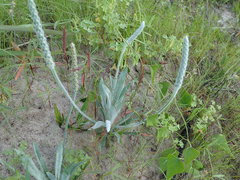 Plantago wrightiana