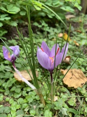Crocus sativus