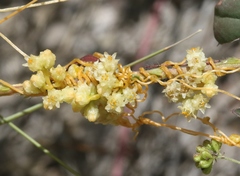 Cuscuta tuberculata