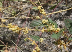 Cuscuta tuberculata