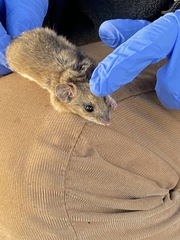 Peromyscus boylii