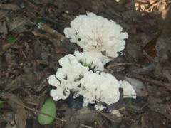 Pleurotus albidus