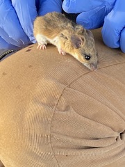 Peromyscus boylii