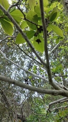 Dais cotinifolia