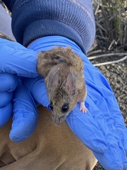 Peromyscus boylii