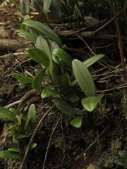 Stelis galeata