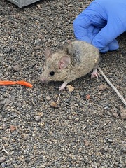 Peromyscus truei