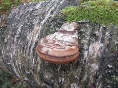 Fomes fomentarius
